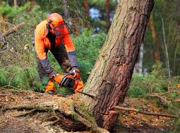 Best Storm Damage Tree Cleanup  in Fergus Falls, MN